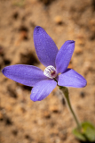 ANR_4838