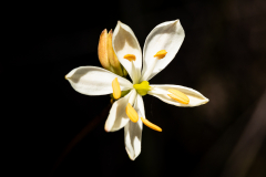 ANR_4972