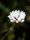 ANR_5018