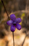 ANR_5067