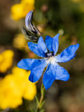 ANR_5099