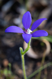 ANR_5162